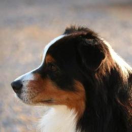 Australian Shepherds from Everlasting Aussies