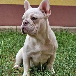 French Bulldog All Grown Up from Buda Baby Frenchies
