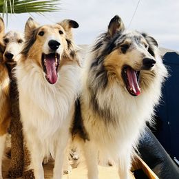 Collies from River Spirit Collies