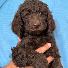 Yellow - Chocolate female Labradoodle puppy in Chula Vista, California from Coastal Cocoa Labradoodle