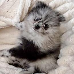 Doc Howliday - Blue merle male Pomeranian puppy in Lake Forest Park, Washington from Tea Pup Pomeranians