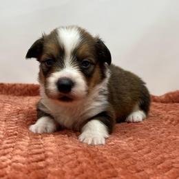 Artemis (fluffy) - Sable and white male American Corgi puppy in Waco, Texas from The Comma Corgis