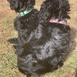 Australian Labradoodle Puppies from NorthStar Labradoodles, LLC.