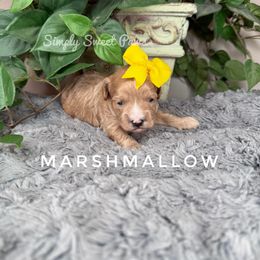 Marshmallow-Yellow - Apricot female Cavapoo puppy in South Jordan, Utah from Simply Sweet Paws. LLC