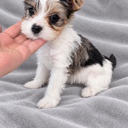 Girl White - Parti female Yorkshire Terrier puppy in Phoenix, Arizona from Madame Yorkie