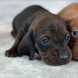 Ella - Brindle female Dachshund puppy in Crystal, Michigan from Mare-Bella Smoothcoat Edition