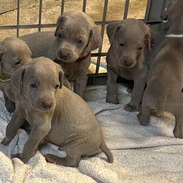 Weimaraner Puppies from Von Luchbach Weimaraners