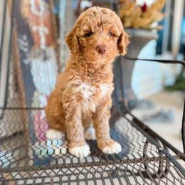 Girl 1 - Apricot female Goldendoodle puppy in Hiddenite, North Carolina from Rose and Reid Doodles