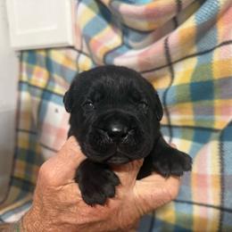 Orange Collar - Black female Cane Corso puppy in Paris, Texas from Knucklehead Cane Corso