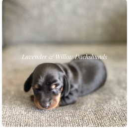 Dachshund Puppies from Lavender and Willow Dachshunds