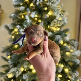 John - Sable male Bernedoodle puppy in Wamego, Kansas from Doodles of Oz