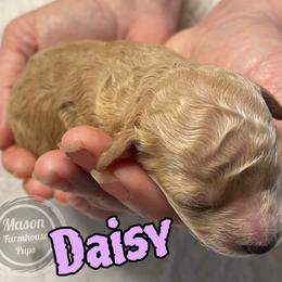 Daisy - Golden female Cockapoo puppy in Anniston, Alabama from Mason Farmhouse Poodles, Doodles & Poos (Breeding & Stud Services)