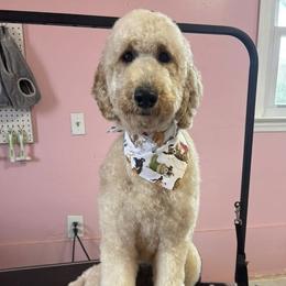 Canela - Goldendoodle