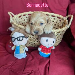 Bernadette - Dark golden female Golden Retriever puppy in Parker, Colorado from Legacy Ranch Golden Retrievers