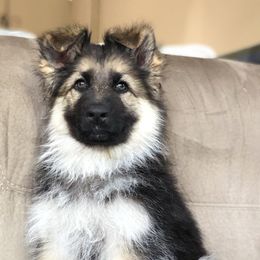 German Shepherd Puppies from Chattanooga Tn German Shepherds