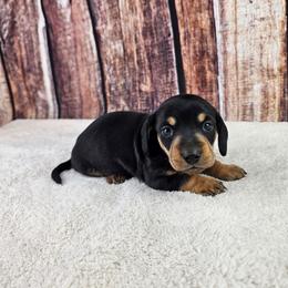 Reno - Black and tan male Dachshund puppy in Malad City, Idaho from Mountain Sage Dachshunds