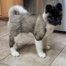 Akita Puppies from Magnolia Akitas