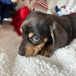 Isaac - Black and cream male Dachshund puppy in Homedale, Idaho from Jeff & Joette