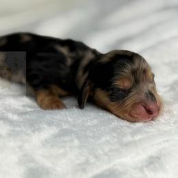 Dahlia - Dapple female Dachshund puppy in Goodyear, Arizona from D&C Royal Dachshunds LLC