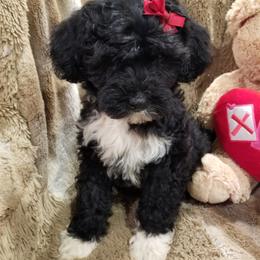 Portuguese Water Dog Puppies from Prized Family Porties