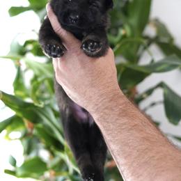 Wilder - Sable male German Shepherd puppy in Coarsegold, California from Yosemite Shepherds