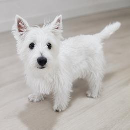 Bob - White male West Highland White Terrier puppy in Mcneal, Arizona from Olympian Westie’s!