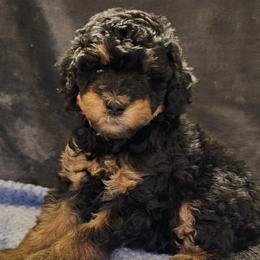 Purple Collar - Brindle female Poodle puppy in Poplar Grove, Illinois from Awesome Paws