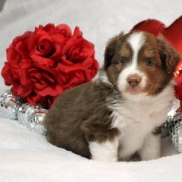Miniature Australian Shepherd Puppies from Jennifer Townley