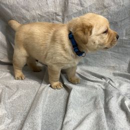 Blue - Yellow male Labrador Retriever puppy in Iowa City, Iowa from Country Road Acres