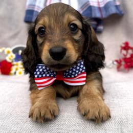 Boggle - Red male Dachshund puppy in Michigan from Hidden Haven Dachshunds