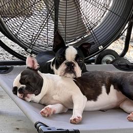 Boston Terrier puppies from Toon’s Boston Terriers