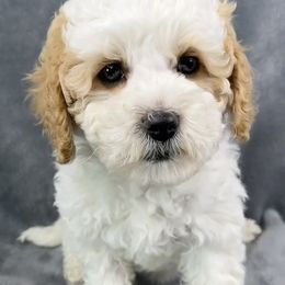 Trixie - Cavapoo puppy from Cedar Sprout Puppies