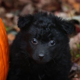 Kelty - Black female Mudi puppy in Gatlinburg, Tennessee from Greenbrier