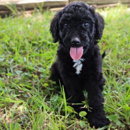 Midnight - Black male Goldendoodle puppy in Summerton, South Carolina from Lake Marion Kennels