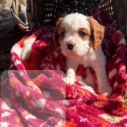 Aloe - Blenheim male Cavalier King Charles Spaniel puppy in Idaho City, Idaho from Whispering Pines Cavaliers