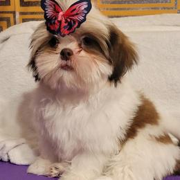 Malanie - Red and white female Shih Tzu puppy in Parma, Ohio from D's DeVine Shih-Tzu