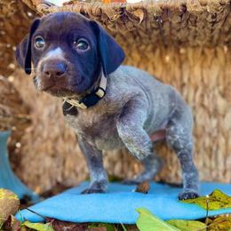 Goose - Liver roan German Shorthaired Pointer puppy in Onalaska, Washington from Boonies Farms