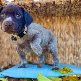 Goose - Liver roan German Shorthaired Pointer puppy in Onalaska, Washington from Boonies Farms
