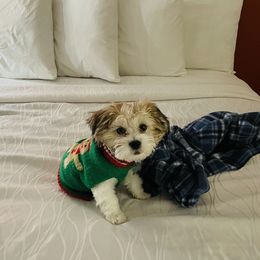 Shichon Puppies from Great Lakes Teddy Bear Dogs
