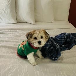 Shichon Puppies from Great Lakes Teddy Bear Dogs