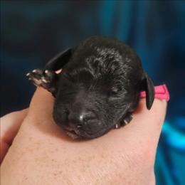 Pink - Blue female Bedlington Terrier puppy in Rincon, Georgia from Prismic Bedlington Terriers