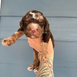 Marble - Chocolate merle male Bernedoodle puppy in Fortuna, California from Dalton Poodles and Doodles