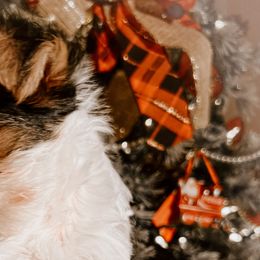 Shortcake - Biewer Terrier puppy in Branford, Connecticut from CT Fuzzy Bugs - Biewer Terriers