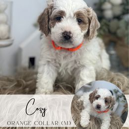 Spot 5 MALE - COZY - Parti male Goldendoodle puppy in Watertown, New York from True Friend Doodles