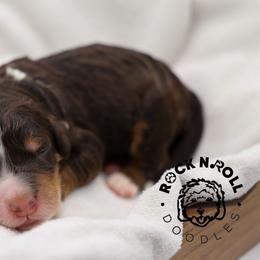 Fern - Tri-color female Bernedoodle puppy in Edmond, Oklahoma from Rock N Roll Doodles