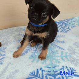 Brussels Griffon Puppies from Little Griffons