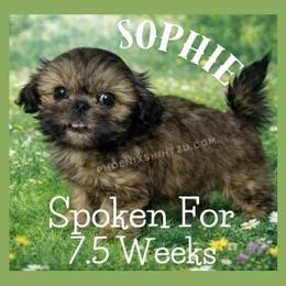 Cassie now Sophie - Gold female Shih Tzu puppy in Hayden, Idaho from Phoenix Shih Tzu