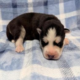 AKC Jack - Black and white male Siberian Husky puppy in Centreville, Maryland from Huskies By the Bay