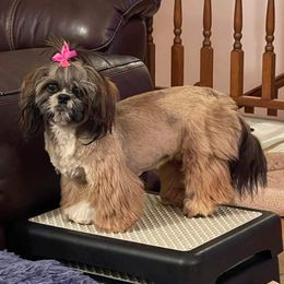 Sachi - Shih Tzu