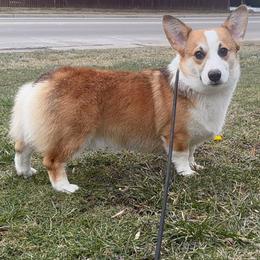 Ace ( Chunk ) - Pembroke Welsh Corgi